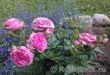 Baronesse Baronesse
