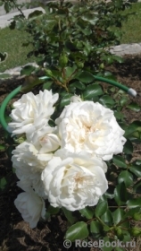 White Meidiland White Meidiland