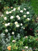 Crocus Rose® Crocus Rose®