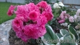 Rosarium Uetersen Rosarium Uetersen