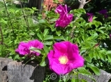 Rosa rugosa rubra Rosa rugosa rubra