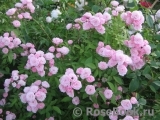Heavenly Pink Heavenly Pink
