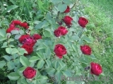 Malicorne Malicorne