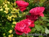 Rose des 4 Vents Rose des 4 Vents
