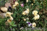 Crown Princess Margareta® Crown Princess Margareta®