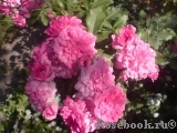 Rosarium Uetersen Rosarium Uetersen