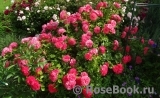 Rosarium Uetersen Rosarium Uetersen