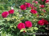 Darcey Bussell Darcey Bussell