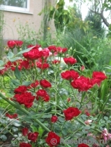 Red Cascade Red Cascade