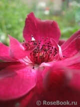 Burgundy Ice Burgundy Ice