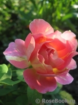 Rose des Cisterciens Rose des Cisterciens