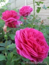 Heidi Klum Rose Heidi Klum Rose