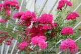Excelsa Excelsa