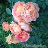 Lady of Shalott Lady of Shalott