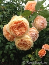 Crown Princess Margareta® Crown Princess Margareta®