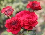 Red Leonardo da Vinci Red Leonardo da Vinci