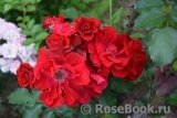 Roter Korsar Roter Korsar