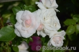 Aspirin Rose Aspirin Rose