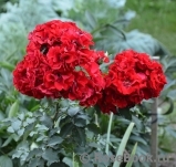 Roter Korsar Roter Korsar