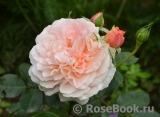 Garden of Roses Garden of Roses