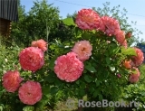 Augusta Luise Augusta Luise