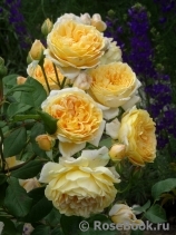 Crown Princess Margareta® Crown Princess Margareta®
