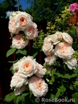 Claire Rose Claire Rose