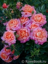 Briosa ® Briosa ®