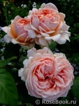Antico Amore Antico Amore