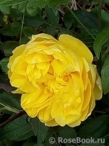 Persian Yellow Persian Yellow