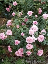 Bonica Bonica