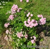 Heavenly Pink Heavenly Pink