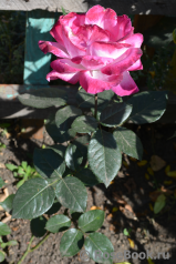 Rose Gaujard Rose Gaujard