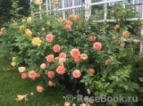 Lady of Shalott Lady of Shalott