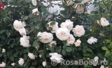 Crocus Rose® Crocus Rose®