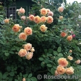 Crown Princess Margareta® Crown Princess Margareta®
