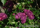 Bleu Magenta Bleu Magenta