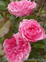 Home & Garden Home & Garden
