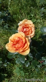 Ashram Ashram