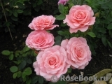 Tickled Pink Tickled Pink