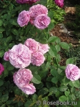 Lavender Ice Lavender Ice