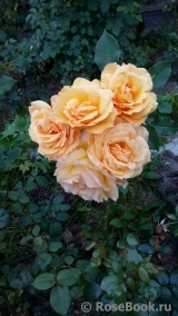 Sommergold ® Sommergold ®