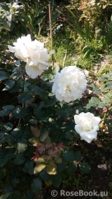 Alabaster Alabaster