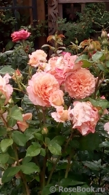 Augusta Luise Augusta Luise