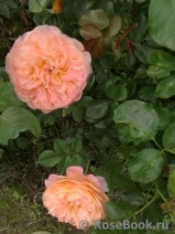 Apricot Sensation Apricot Sensation
