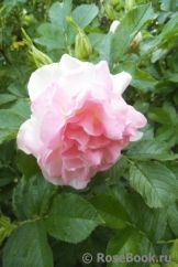 Ritausma Ritausma
