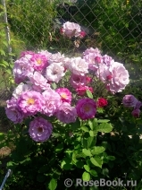 Violette Parfumee Violette Parfumee