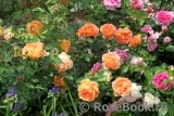 Lady of Shalott Lady of Shalott