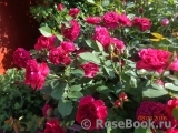 Darcey Bussell Darcey Bussell