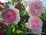 The Wedgwood Rose The Wedgwood Rose